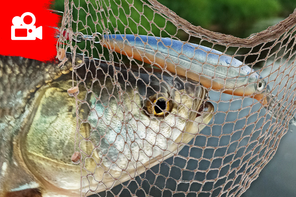 Ловим рыбу и уничтожаем сети